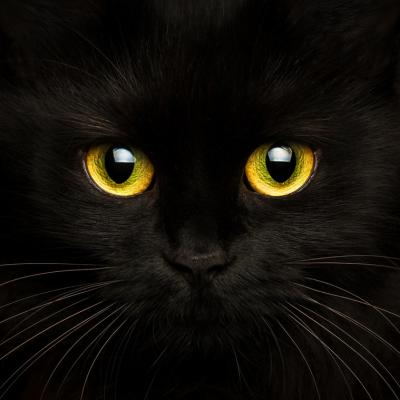 Cute Muzzle Of A Black Cat 2021 08 26 16 25 26 Utc